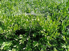 葉子,綠色,性質(zhì)