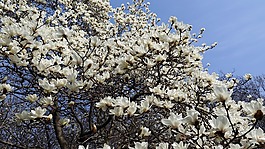 玉蘭,春天,春天的花朵