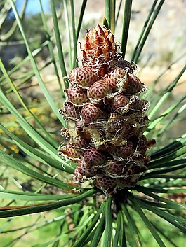 性質(zhì),植物,樹