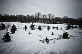 雪,冬天,tiltshift