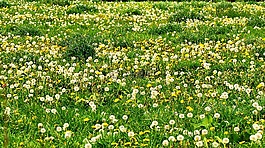 草地,蒲公英