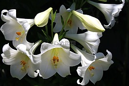 鮮花,百合花,束