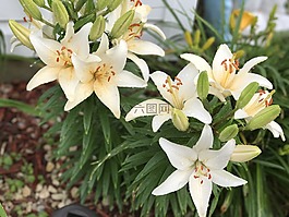 虎百合,鮮花,自然