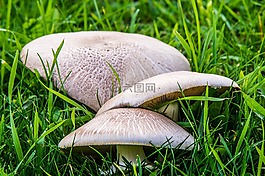蘑菇,森林,性質(zhì)