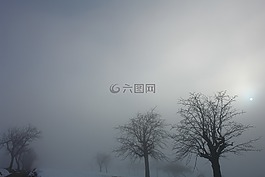 冬天,季節(jié),植物