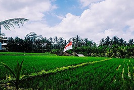 綠色,草,稻田