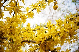 迎春花,小清新,春天