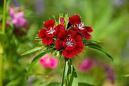性質(zhì),花,廠