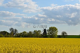 油菜,油菜籽场,风车