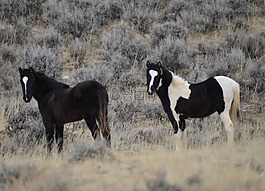 馬匹,mustangs,懷俄明州