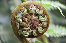 植物,蕨类植物,展开