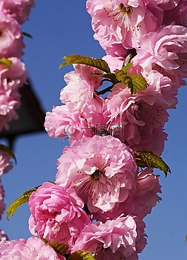 杏仁花,春天,復(fù)活節(jié)