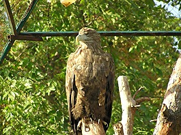 鳥,動(dòng)物園,羽毛比賽