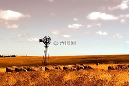 羊,農(nóng)場,風車