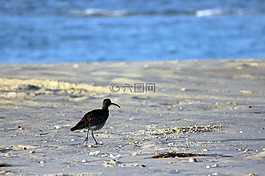 鳥(niǎo),海,性質(zhì)