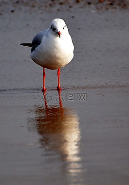 海鷗,海,引導