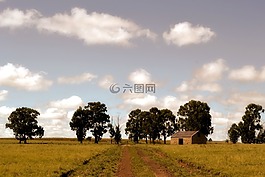 樹,農(nóng)場,路