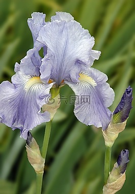 虹膜,花,花園