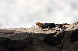 蜥蜴,動物,爬行動物
