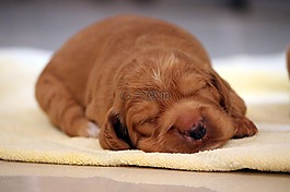 動物,小狗,男性