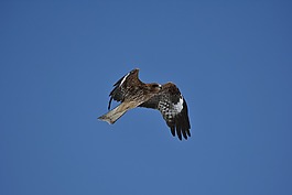 動(dòng)物,天空,鳥