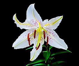 百合,開花,花