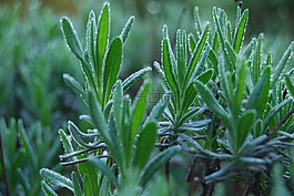 熏衣草,露水,綠色