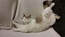貓,大,睡眠