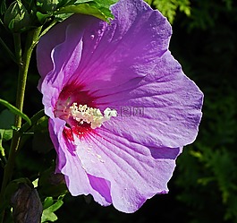 芙蓉,開(kāi)花,紫