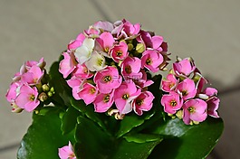 长寿,鲜花,粉红色的花朵