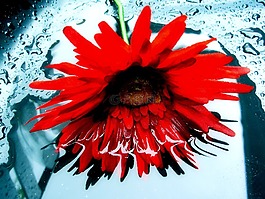 雛菊,反思,花的