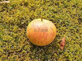 水果,蘋果,boskop