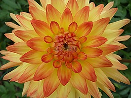 花,關(guān)閉,黃色