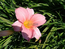 百合,葉子,綠色