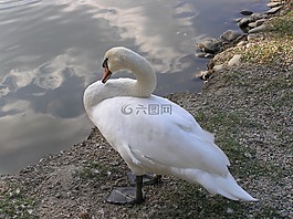 天鵝,池塘,可愛(ài)的