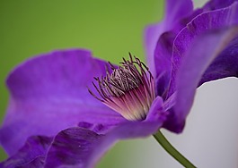 開(kāi)花,鐵線蓮,關(guān)閉