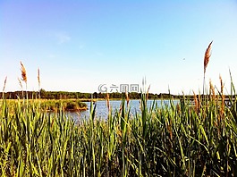 馬什,水,池