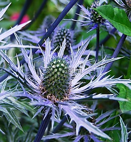 薊,藍(lán)色,銀