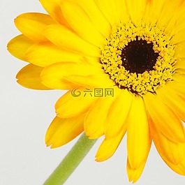 非洲菊,germini,花