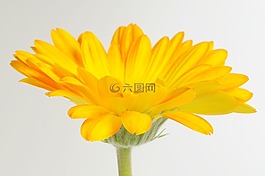 非洲菊,germini,花
