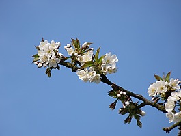 開花,櫻桃,性質(zhì)