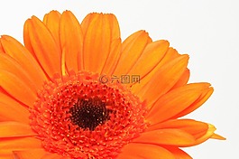 非洲菊,germini,花