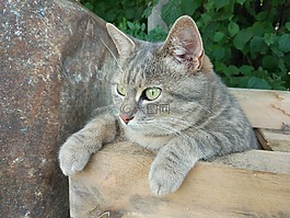 貓,動物,寵物