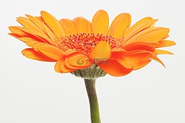 非洲菊,germini,花
