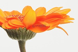非洲菊,germini,花