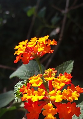 花卉,鮮花,性質(zhì)