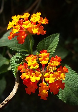 花卉,鮮花,性質(zhì)