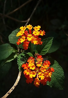 花卉,鮮花,性質(zhì)