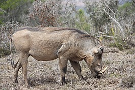 warthog,野生动物园,南非