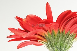 非洲菊,germini,花